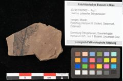 Foto (Objekt + Etikett) von Quercus palaeoilex Ettingshausen (NHMW-GEO-2024-0188-0960)